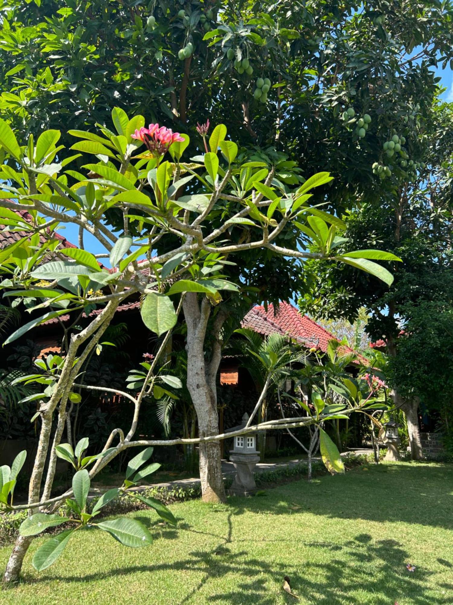 レンボンガン島 ザ シーマン ガーデン ハッツ Bed & Breakfast エクステリア 写真